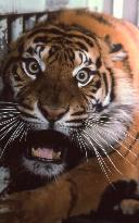 Sumatran tiger at Tokyo zoo dies of kidney failure at age 10